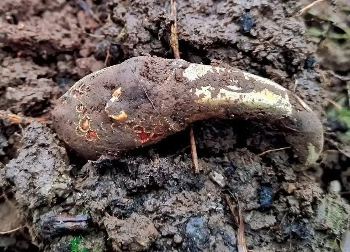 گنج‌های بریتانیا