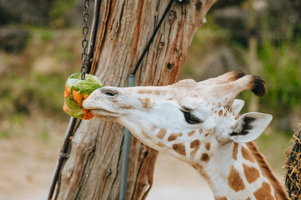 تابستان و زمستان دو روی سکه زمین!