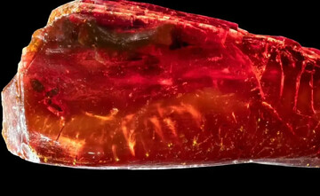 مورچه ۴۰ میلیون ساله در کهربای «گوته»! + عکس