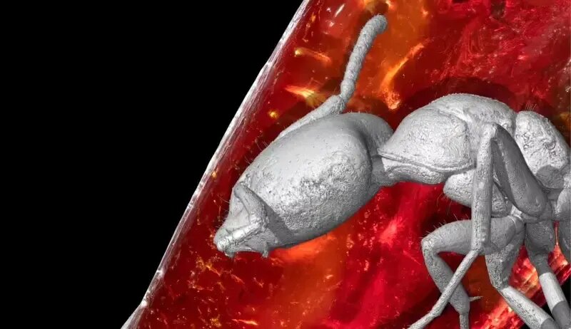 مورچه ۴۰ میلیون ساله در کهربای «گوته»! + عکس