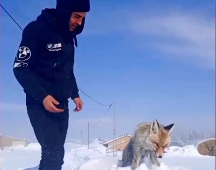 یخ زدن ایستاده یک روباه | ویدئو