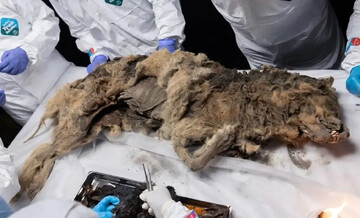 آخرین وعدۀ غذای این توله گرگ ۱۴ هزار ساله‌، کرگدن پشمالو بود | عکس