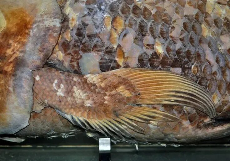 کشف هیولایی که تصور می‌شد میلیون‌ها سال قبل منقرض شده است | عکس