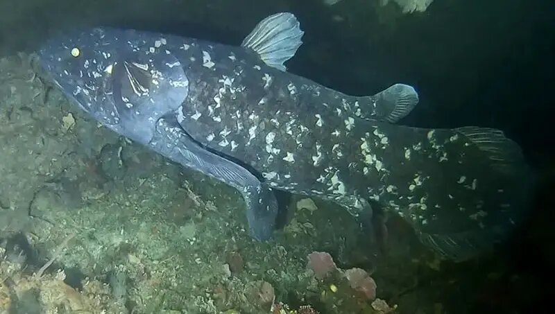 کشف هیولایی که تصور می‌شد میلیون‌ها سال قبل منقرض شده است | عکس