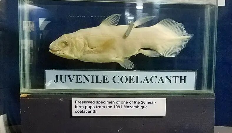 کشف هیولایی که تصور می‌شد میلیون‌ها سال قبل منقرض شده است | عکس