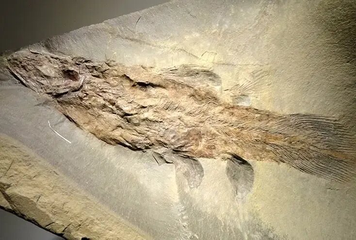 کشف هیولایی که تصور می‌شد میلیون‌ها سال قبل منقرض شده است | عکس