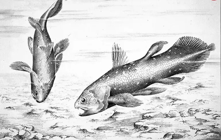 کشف هیولایی که تصور می‌شد میلیون‌ها سال قبل منقرض شده است | عکس