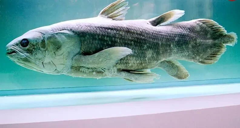 کشف هیولایی که تصور میشد میلیونها سال قبل منقرض شده است | عکس