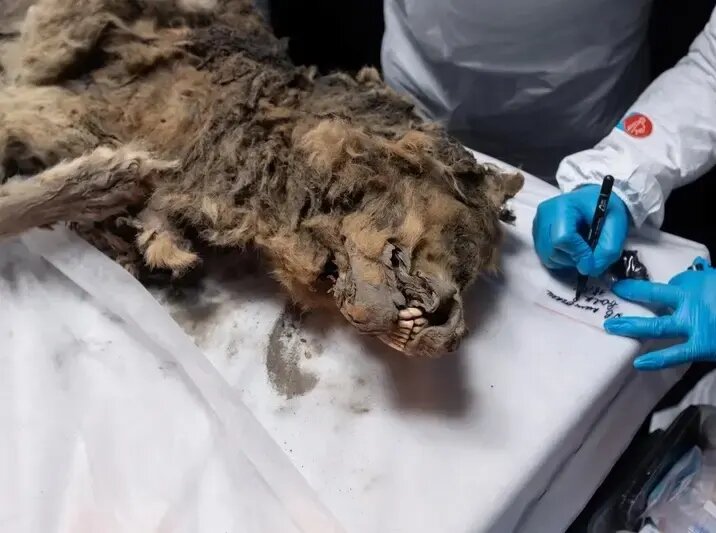 آخرین وعدۀ غذای این توله گرگ ۱۴ هزار ساله، کرگدن پشمالو بود | عکس