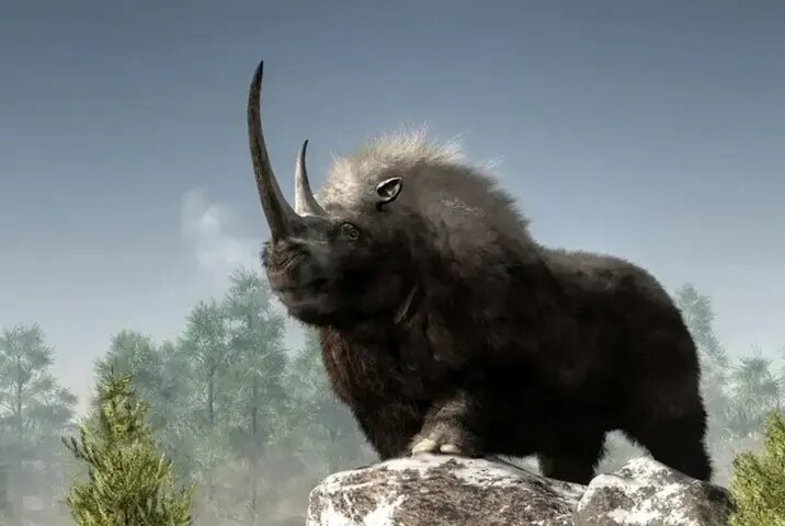 آخرین وعدۀ غذای این توله گرگ ۱۴ هزار ساله‌، کرگدن پشمالو بود | عکس