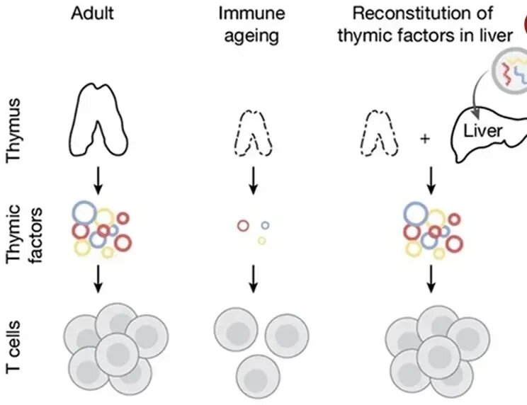 جوانسازی با مهندسی بدن موشها!