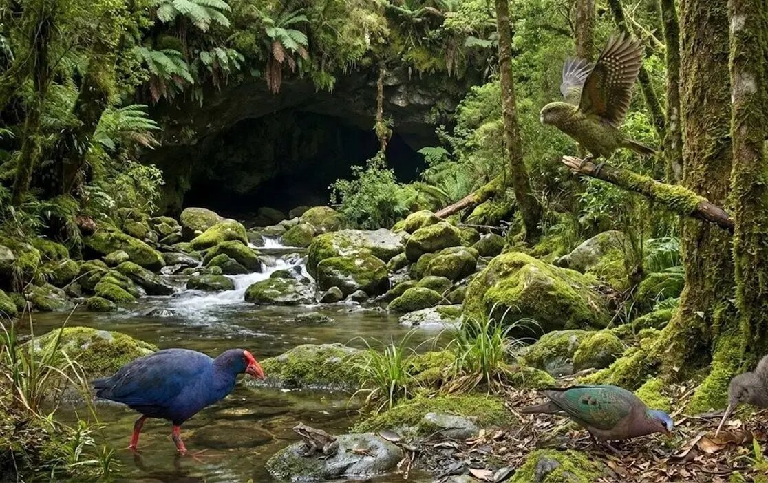 پرندگان منقرض‌شده