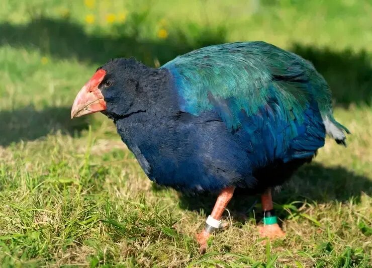 فسیلهای یک میلیون ساله پرندگان منقرضشده در یک غار پیدا شدند