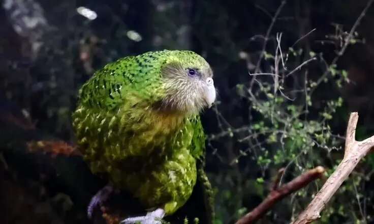 فسیل‌های یک میلیون ساله پرندگان منقرض‌شده در یک غار پیدا شدند