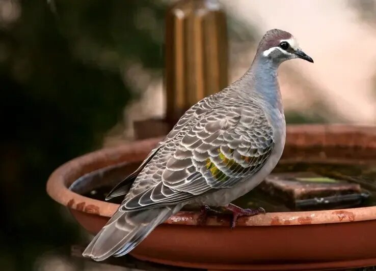 فسیلهای یک میلیون ساله پرندگان منقرضشده در یک غار پیدا شدند