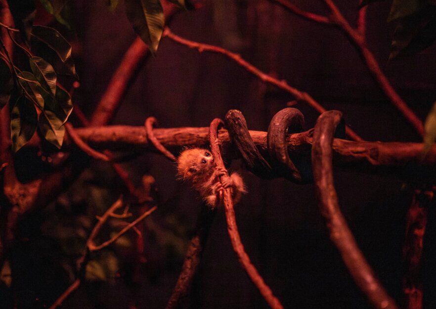 جشن تولد یک گونه در معرض انقراض | این چشمدرشت دوستداشتنی، سمی است!