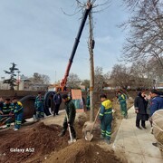 درختان چنار در میدان تجریش قد کشیدند