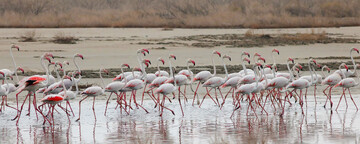 منظور از تالاب چیست؟ | انواع تالاب های ایران را بشناسید