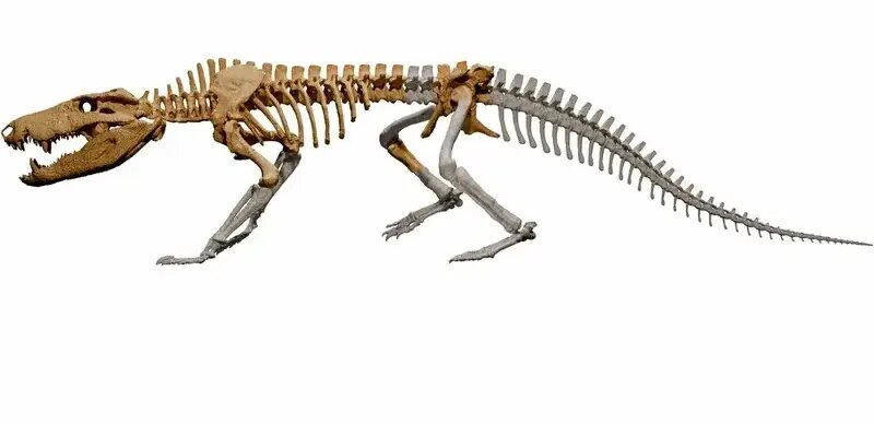 بیرون آمدن هیولای ۷۰ میلیون ساله از دل سنگ | عکس