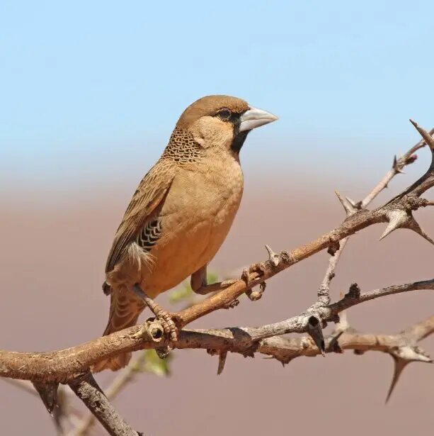 بوچانگای دمچنگالی؛ پرنده دروغگو!