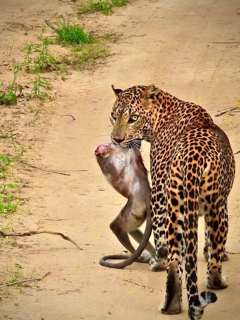 صحنه نادر از حیات وحش که تا به حال ندیده اید| عکس