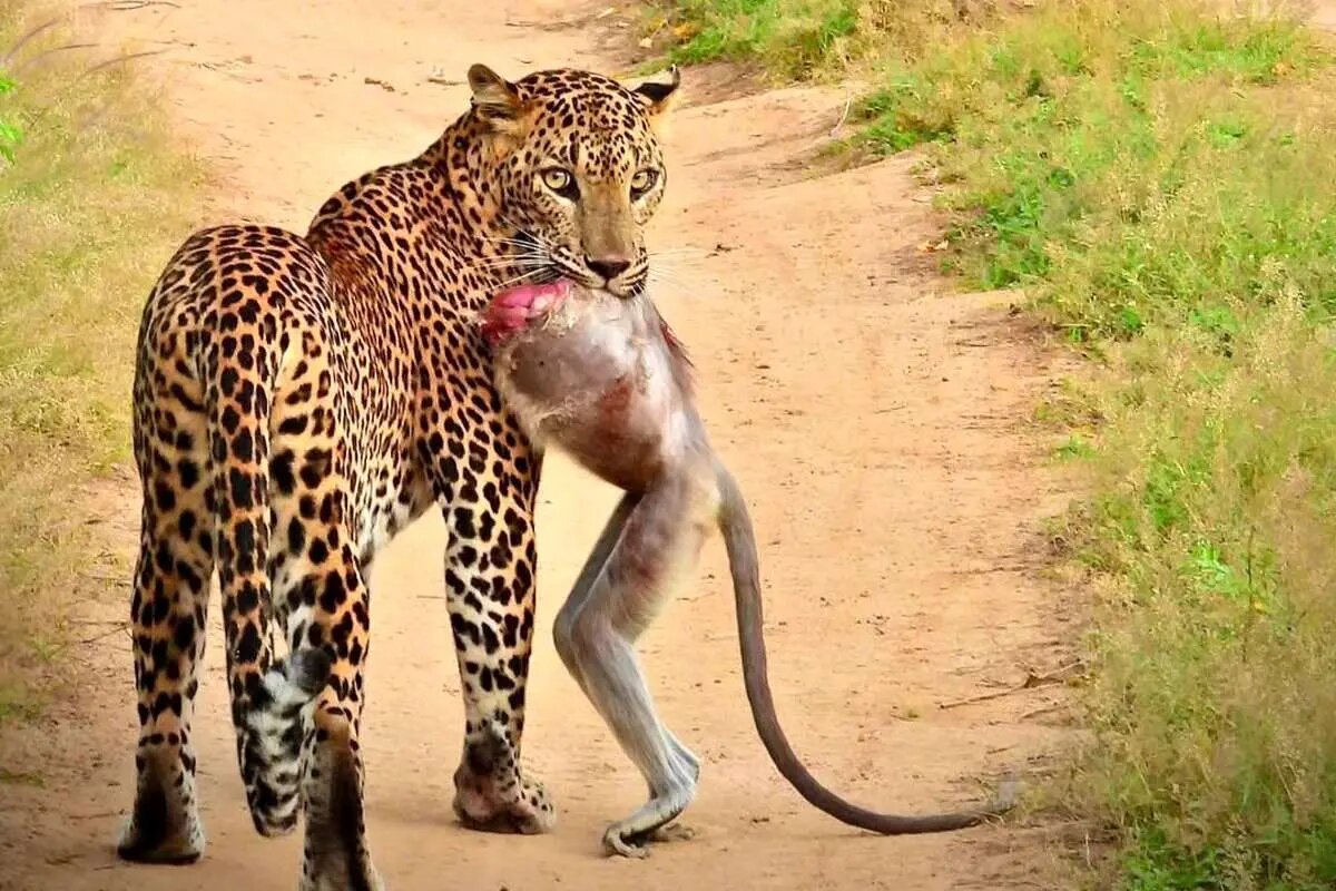 صحنه نادر از حیات وحش که تا به حال ندیده اید| عکس
