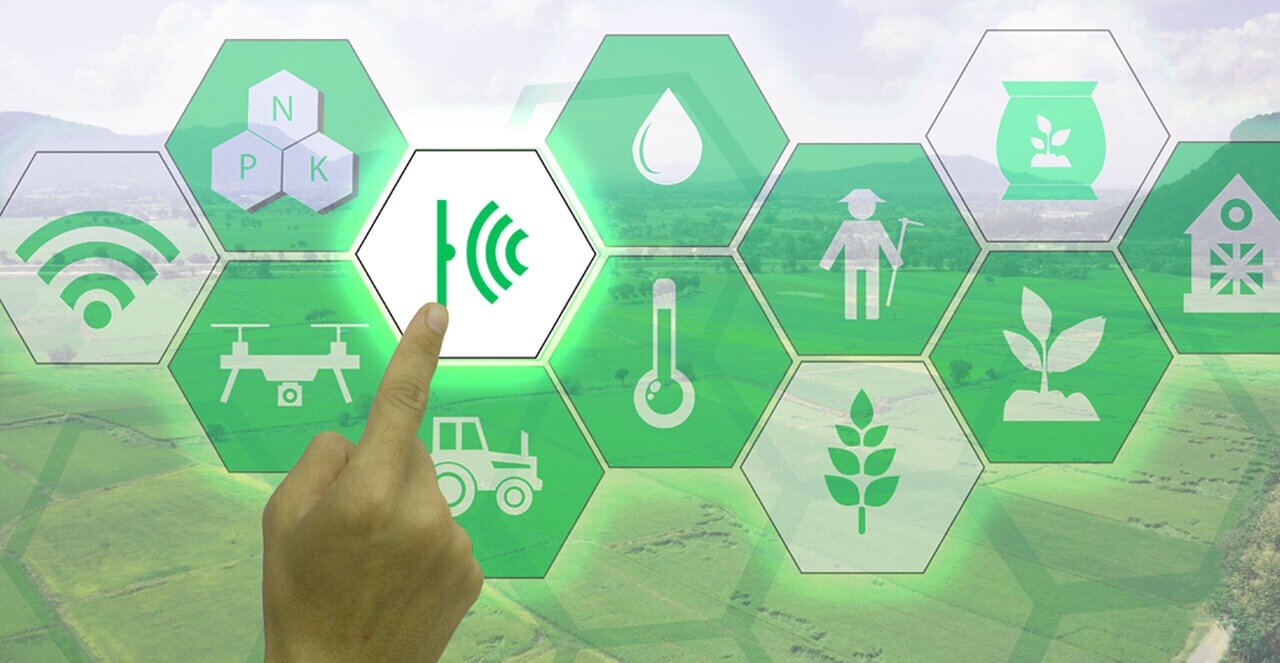 وقتی جنگل‌ها با هم چت می‌کنند! افشای چت‌روم‌های مخفی درختان زیر پای شما!