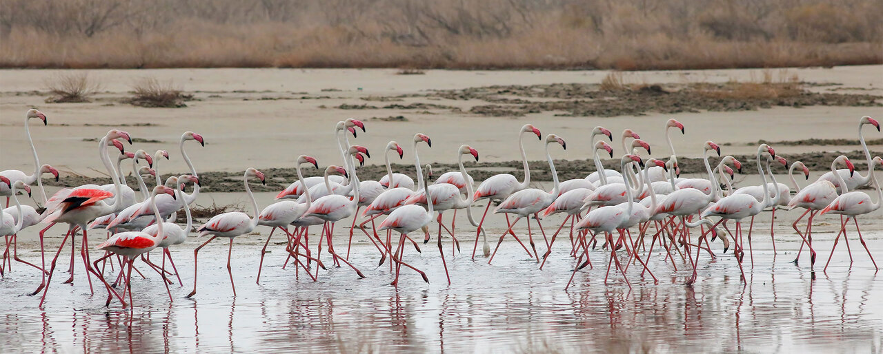 منظور از تالاب چیست؟ | انواع تالاب های ایران را بشناسید