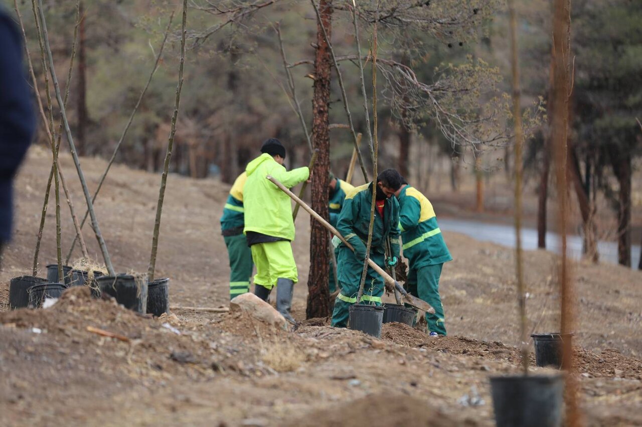 آغاز کاشت ۲۵ هزار درخت در غرب پایتخت