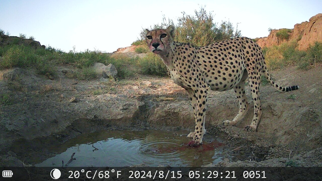 افسانه احیای یوزپلنگ آسیایی با دستان بسته | افزایش جمعیت یوز امیدوارکننده است؟