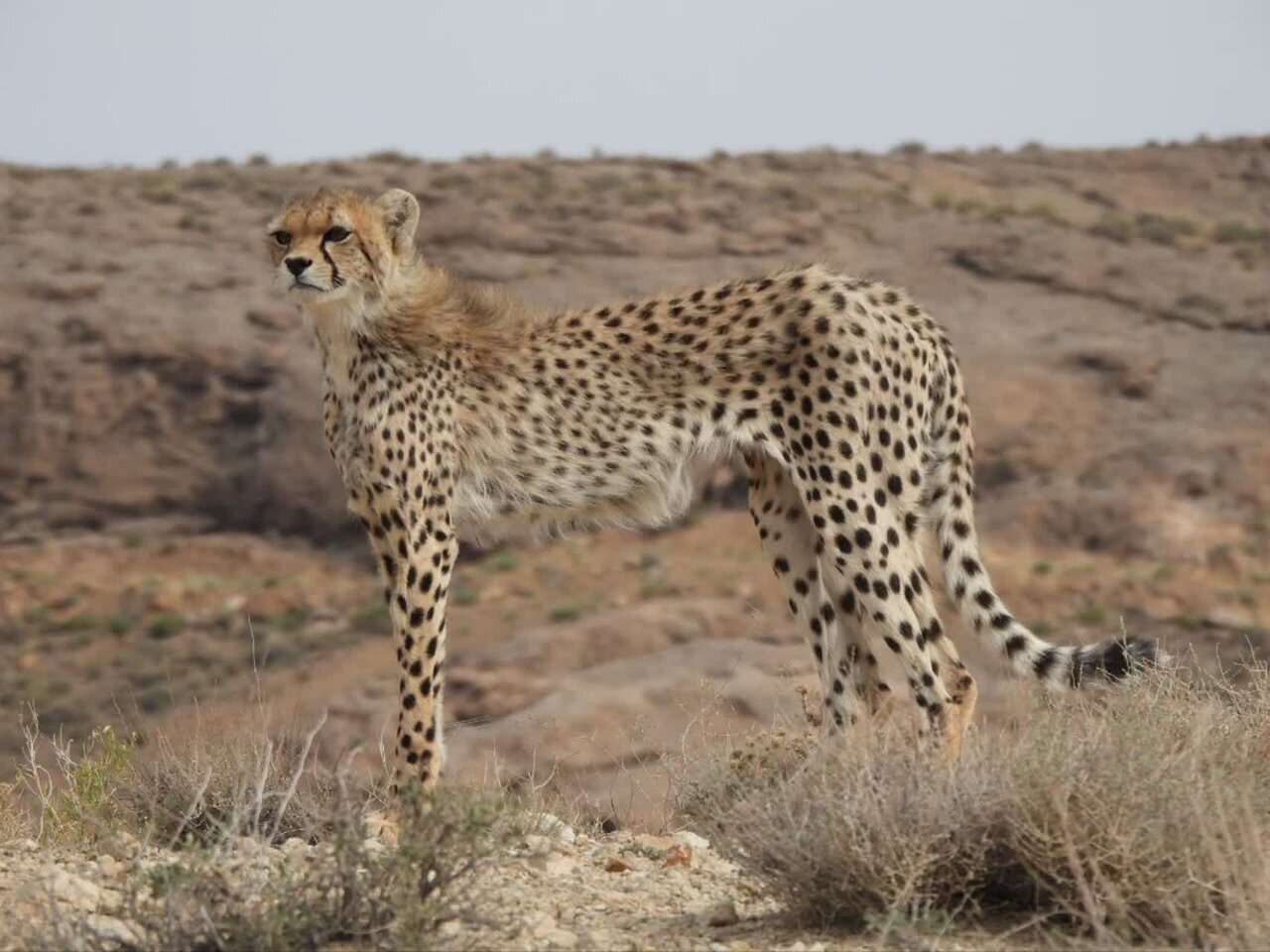 افسانه احیای یوزپلنگ آسیایی با دستان بسته | افزایش جمعیت یوز امیدوارکننده است؟