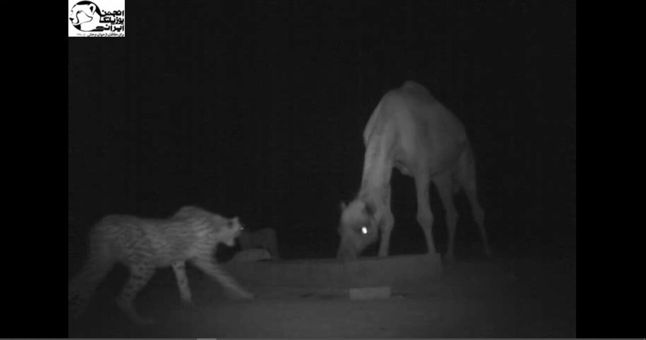 افسانه احیای یوزپلنگ آسیایی با دستان بسته | افزایش جمعیت یوز امیدوارکننده است؟