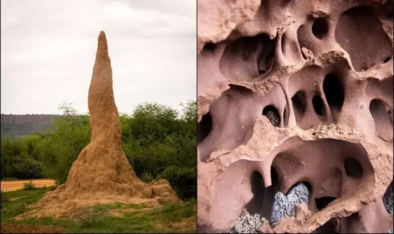 این حشرۀ کوچک شاهکارهای حیرتانگیز معماری میسازد! | عکس