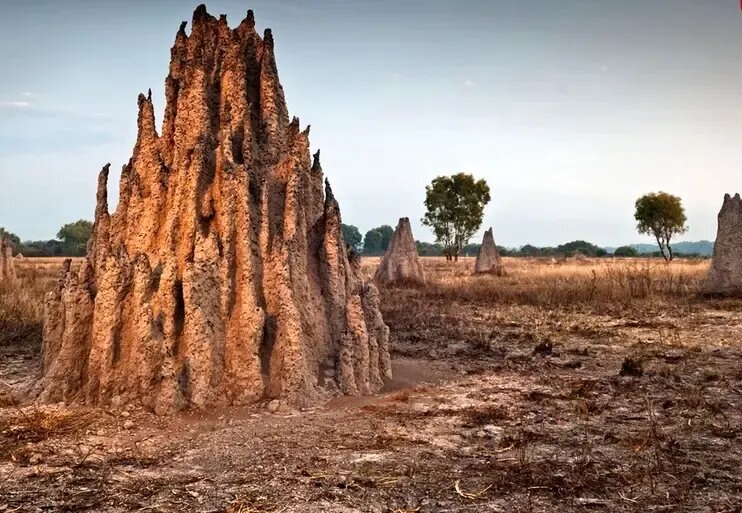 این حشرۀ کوچک شاهکارهای حیرت‌انگیز معماری می‌سازد! | عکس