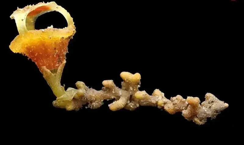 «فانوس پریان» پس از ۳۰ سال در یکی از جنگل‌های ژاپن پیدا شد | عکس