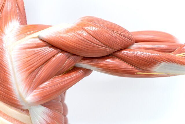 آغاز تحلیل عضلانی از ۳۰ سالگی؛ بهترین نسخه برای حفظ عضلات بدن را بشناسید