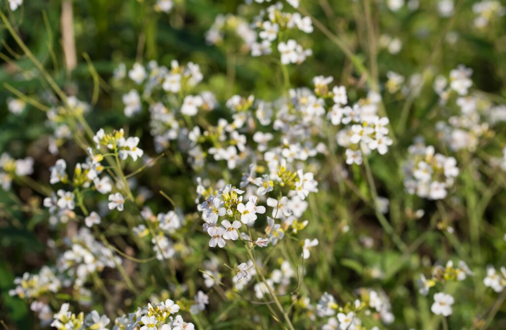 مطالعات جدید نشان داد، گیاهان هم در کنار هم قوی‌تر می‌شوند