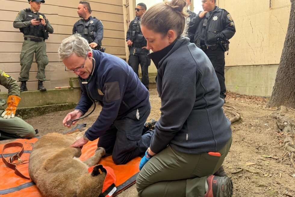 پرسه یک‌شیر در خیابان