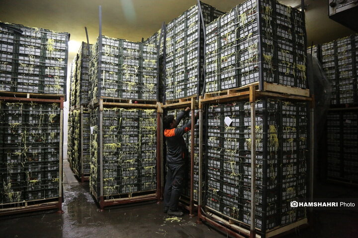 آغاز توزیع اقلام رمضانی