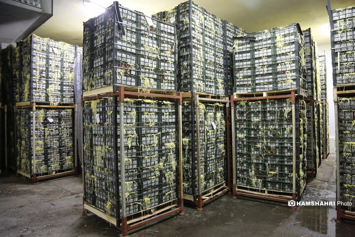 آغاز توزیع اقلام رمضانی