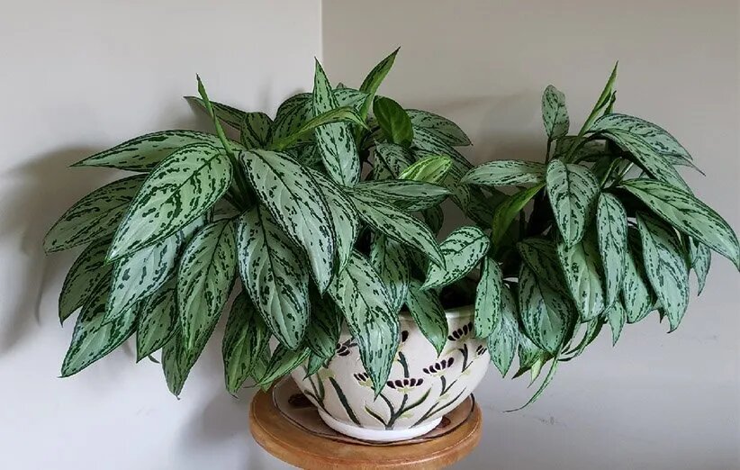 دستیابی به بهشت سبز با انتخاب هوشمند گیاهان آپارتمانی کمنور