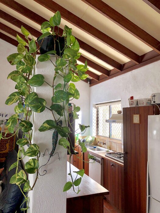 دستیابی به بهشت سبز با انتخاب هوشمند گیاهان آپارتمانی کم‌نور