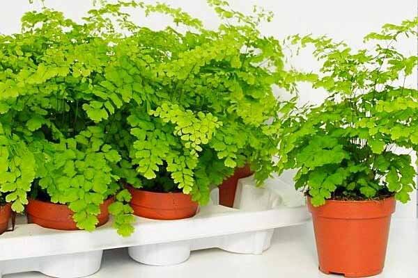 دستیابی به بهشت سبز با انتخاب هوشمند گیاهان آپارتمانی کم‌نور