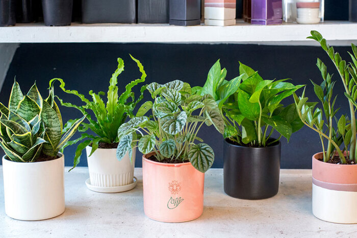 دستیابی به بهشت سبز با انتخاب هوشمند گیاهان آپارتمانی کم‌نور