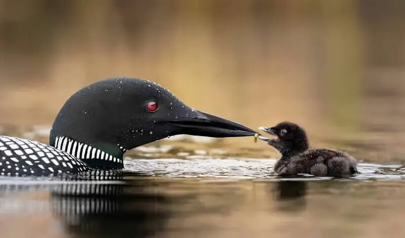 روح مادرانگی در تصاویری از حیات وحش | عکس