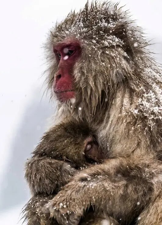 روح مادرانگی در تصاویری از حیات وحش | عکس