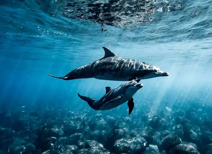 روح مادرانگی در تصاویری از حیات وحش | عکس