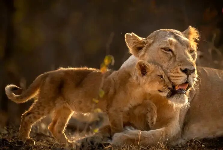 روح مادرانگی در تصاویری از حیات وحش | عکس