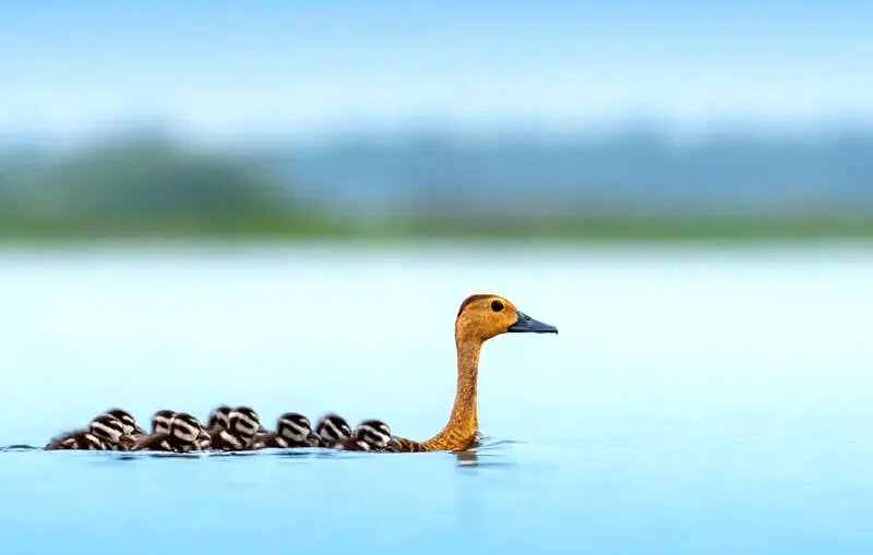 روح مادرانگی در تصاویری از حیات وحش | عکس