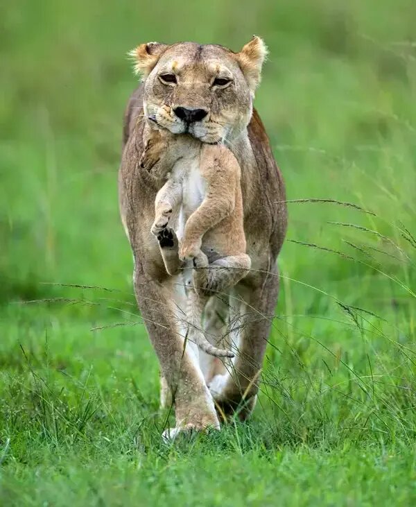 روح مادرانگی در تصاویری از حیات وحش | عکس